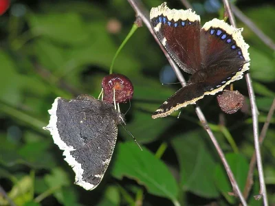 Nymphalis (Nymphalis) antiopa