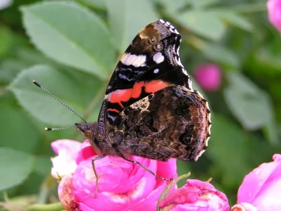 Vanessa atalanta