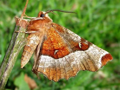 Selenia tetralunaria