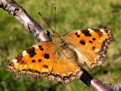 Nymphalis (Nymphalis) polychloros