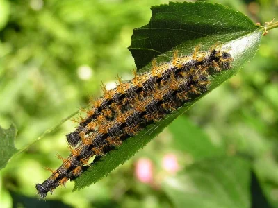 Nymphalis (Nymphalis) polychloros