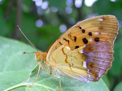 Argynnis (Argyronome) laodice