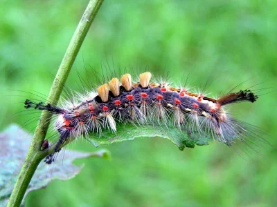 Orgyia (Orgyia) antiqua