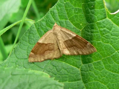 Plagodis pulveraria
