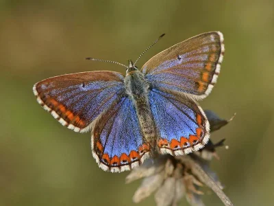 Polyommatus (Lysandra) bellargus