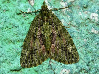 Chloroclysta siterata