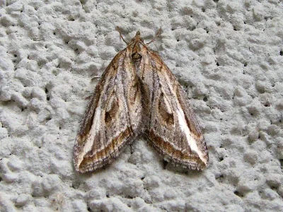 Chesias legatella