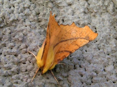 Ennomos alniaria