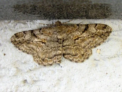 Peribatodes rhomboidaria