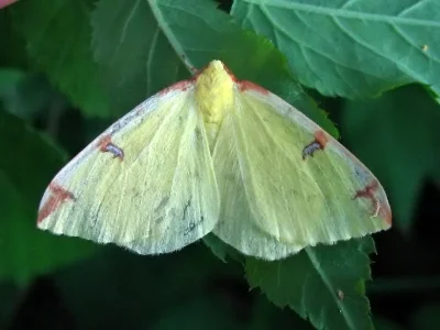 Opisthograptis luteolata