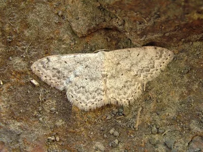 Scopula (Ustocidalia) marginepunctata