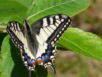 Papilio (Papilio) machaon