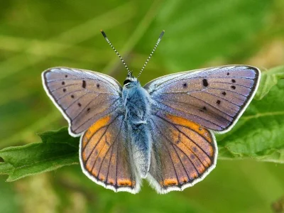 Lycaena (Thersamolycaena) alciphron