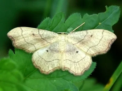 Idaea emarginata