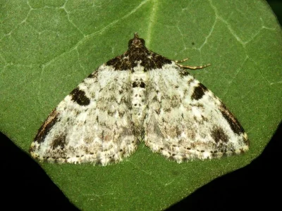 Xanthorhoe fluctuata