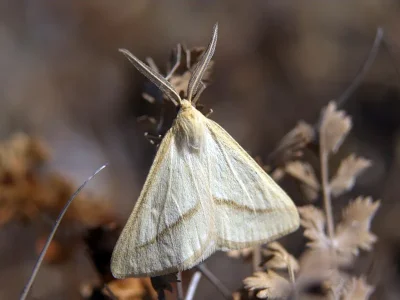Aspitates (Aspitates) gilvaria