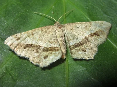 Chiasmia aestimaria