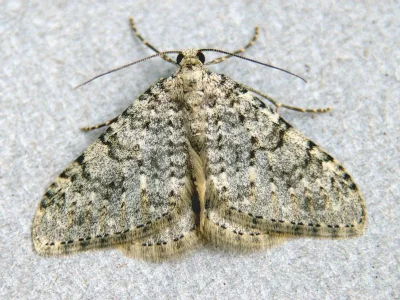 Nebula achromaria