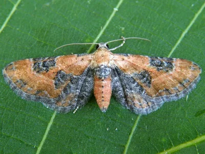 Eupithecia gueneata