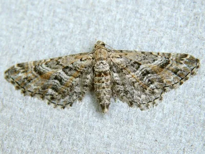 Eupithecia variostrigata