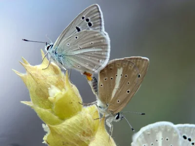 Polyommatus (Agrodiaetus) damocles