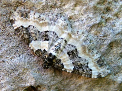 Protorhoe unicata