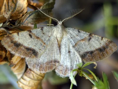 Selidosema plumaria