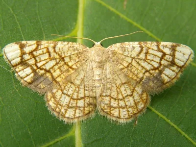Stegania dilectaria