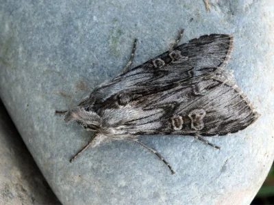 Cucullia gnaphalii