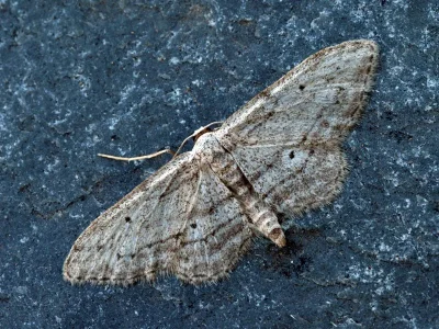 Idaea calunetaria
