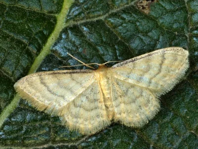 Idaea dilutaria