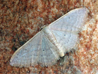 Idaea distinctaria