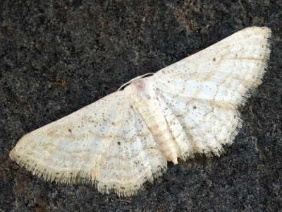 Idaea elongaria