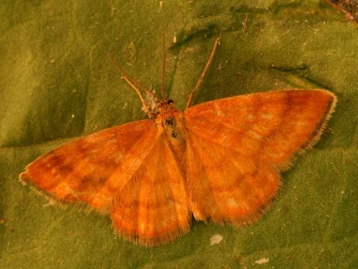 Idaea luteolaria