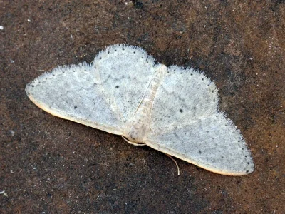 Idaea predotaria
