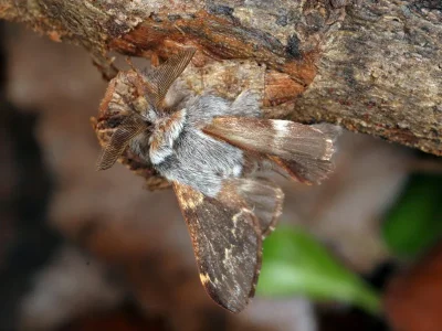 Colostygia stilpna