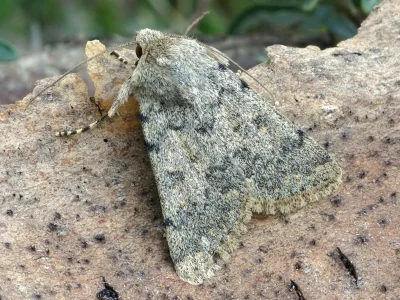 Dichagyris (Dichagyris) renigera