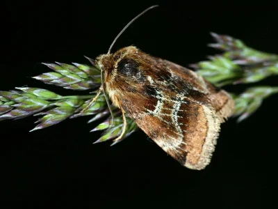 Periphanes (Pyrocleptria) cora