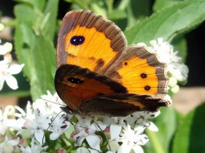 Pyronia (Idata) bathseba