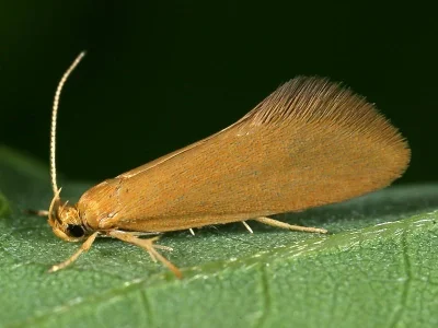 Crassa tinctella