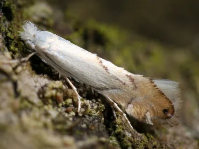 Phyllonorycter harrisella