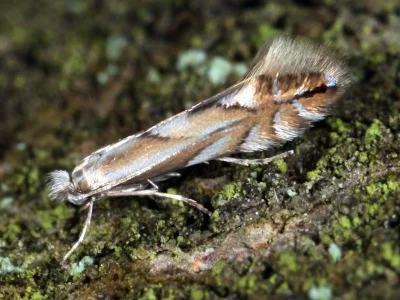 Phyllonorycter tenerella