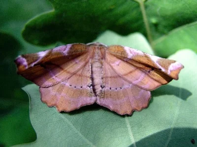 Apeira syringaria