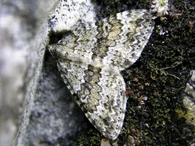 Entephria caesiata