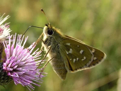 Hesperia comma