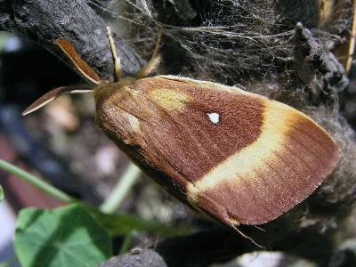 Lasiocampa (Lasiocampa) quercus