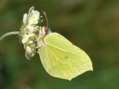 Gonepteryx rhamni