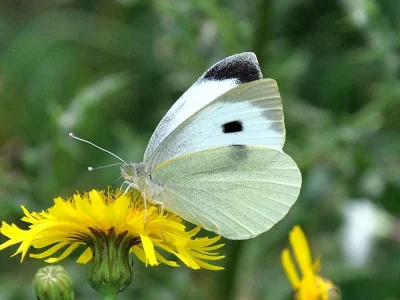 Pieris (Pieris) brassicae