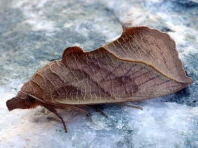 Calyptra thalictri