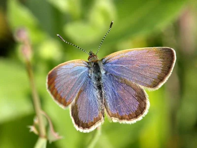 Zizeeria knysna